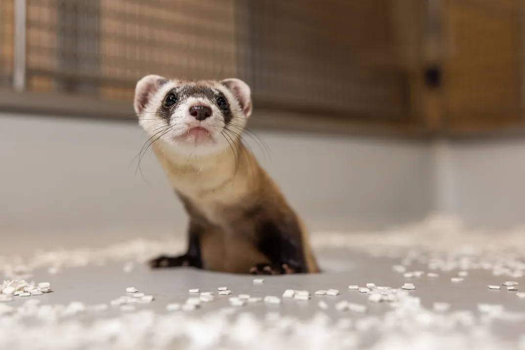 Black-footed ferret clone Antonia