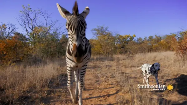 Preview thumbnail for This Orphan Zebra and Two Dalmatians Are Close