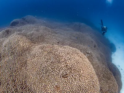 A diver swims alongside the world&rsquo;s largest coral colony, located in the Solomon Islands.