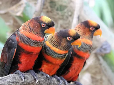 The researchers studied the dusky lory (pictured) and the rosy-faced lovebird.