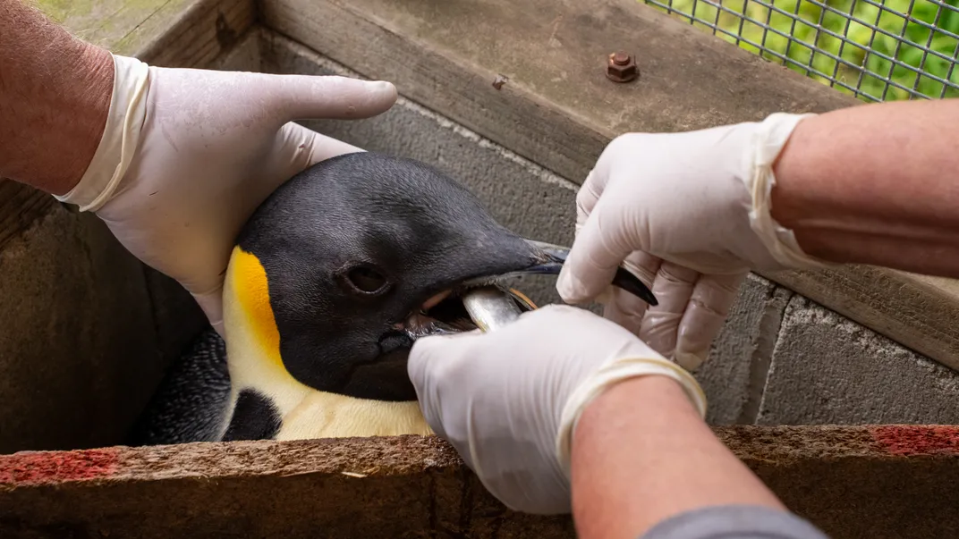 Penguin eating fish from gloved hands