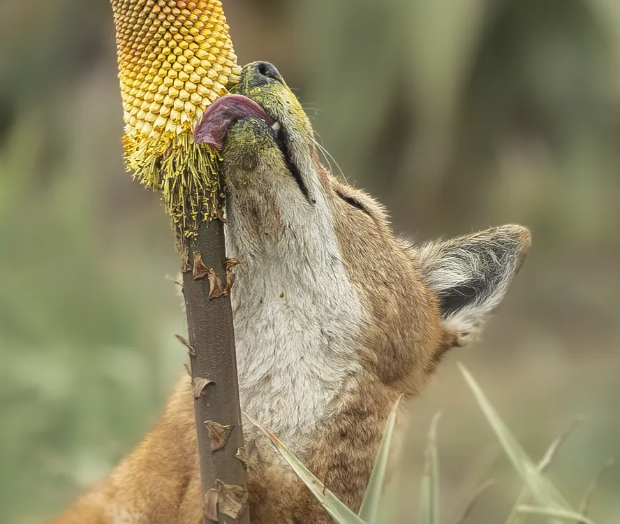 Wolf licking flower