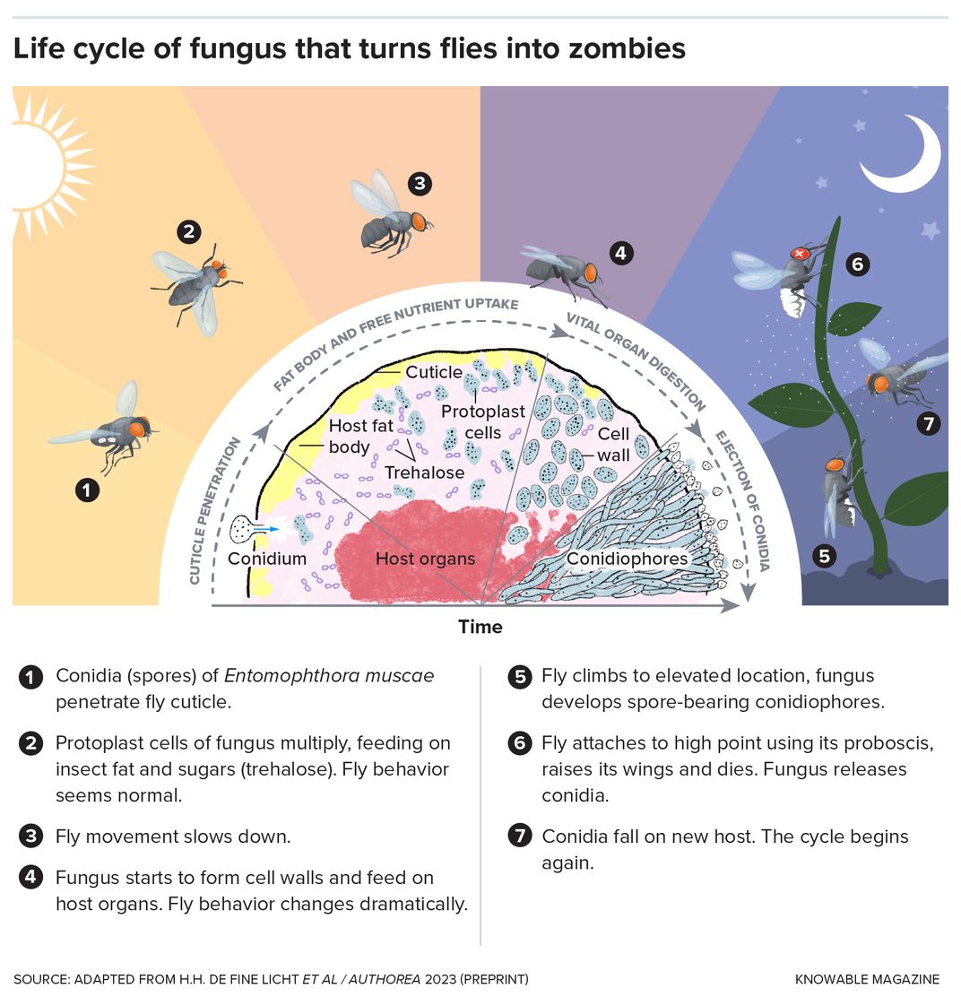 Zombie Fly Life Cycle