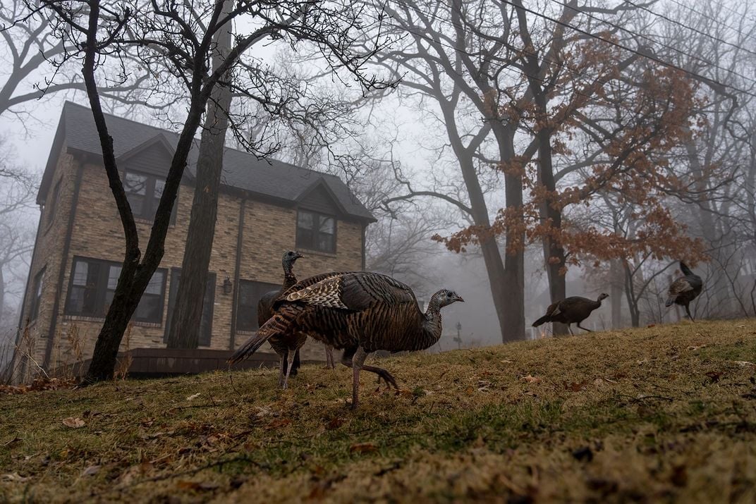 Turkeys Near House