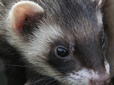 Ferrets react to flu much like humans do.