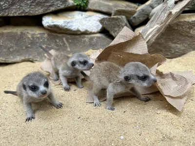 20230523-anngutowski-004-meerkat-pups.jpg