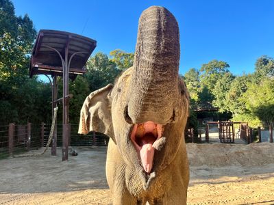 Kamala often raised her trunk to greet keepers in anticipation of receiving food.