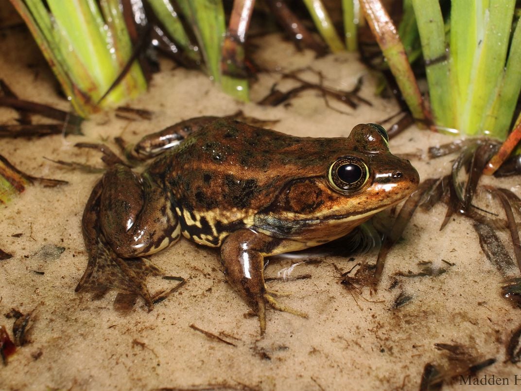 Carpenter Frog