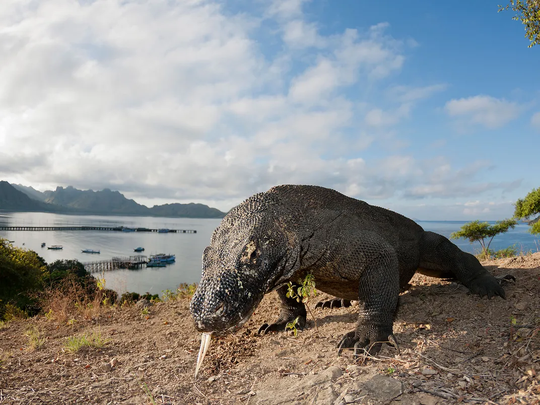 Komodo Dragon Walking