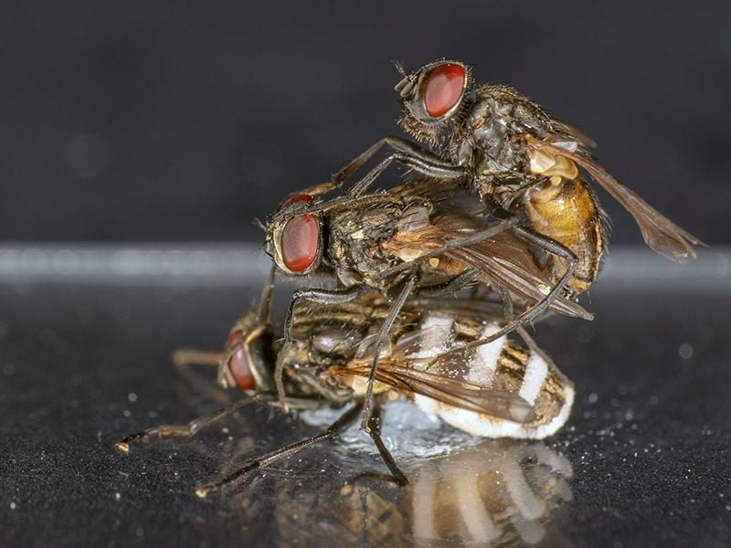 Fly Mating Cadaver