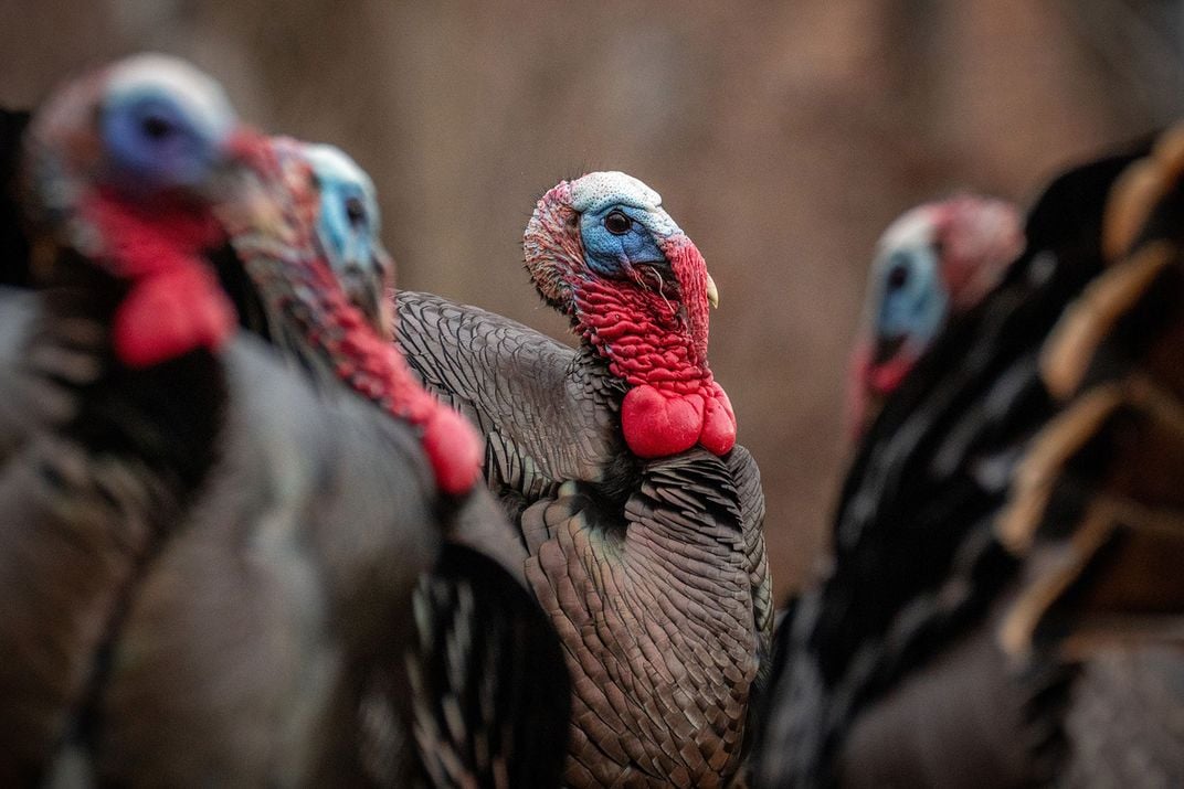 Male Wild Turkeys