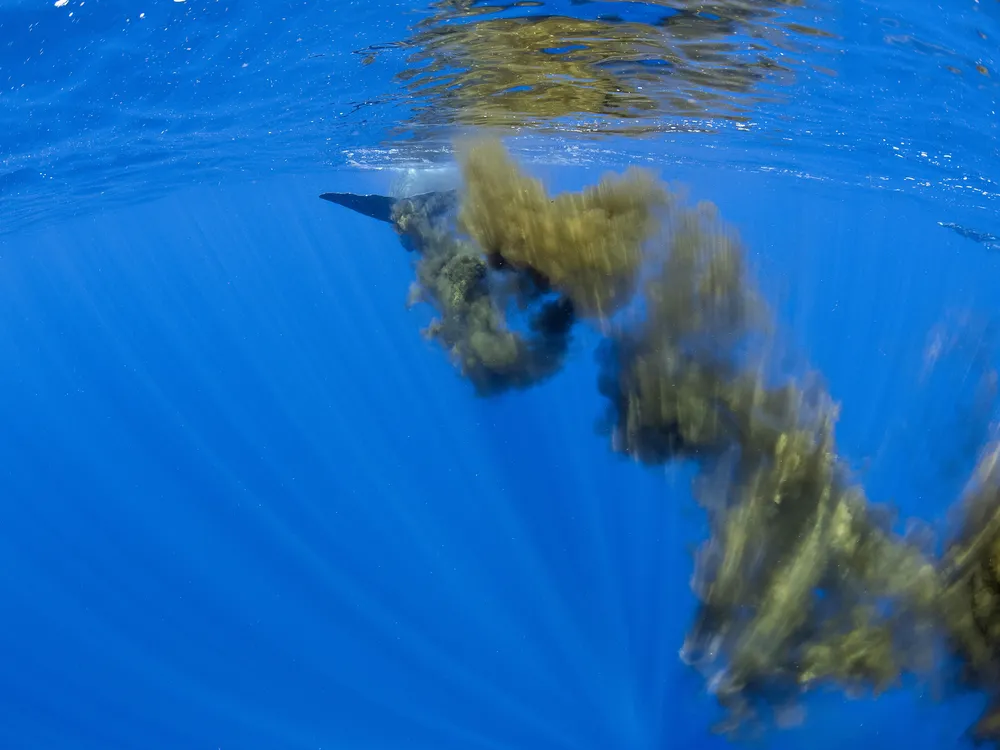 sperm whale leaves cloud of feces