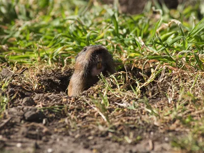 Pocket gophers are a type of burrowing rodent known for their extensive tunnels.