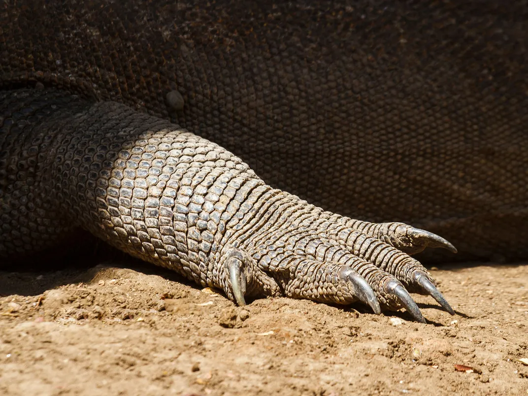 Komodo Dragon Foot