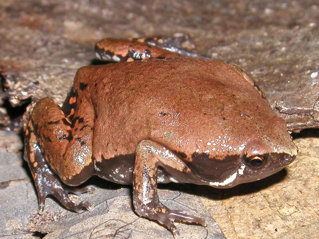 Sheep Frog