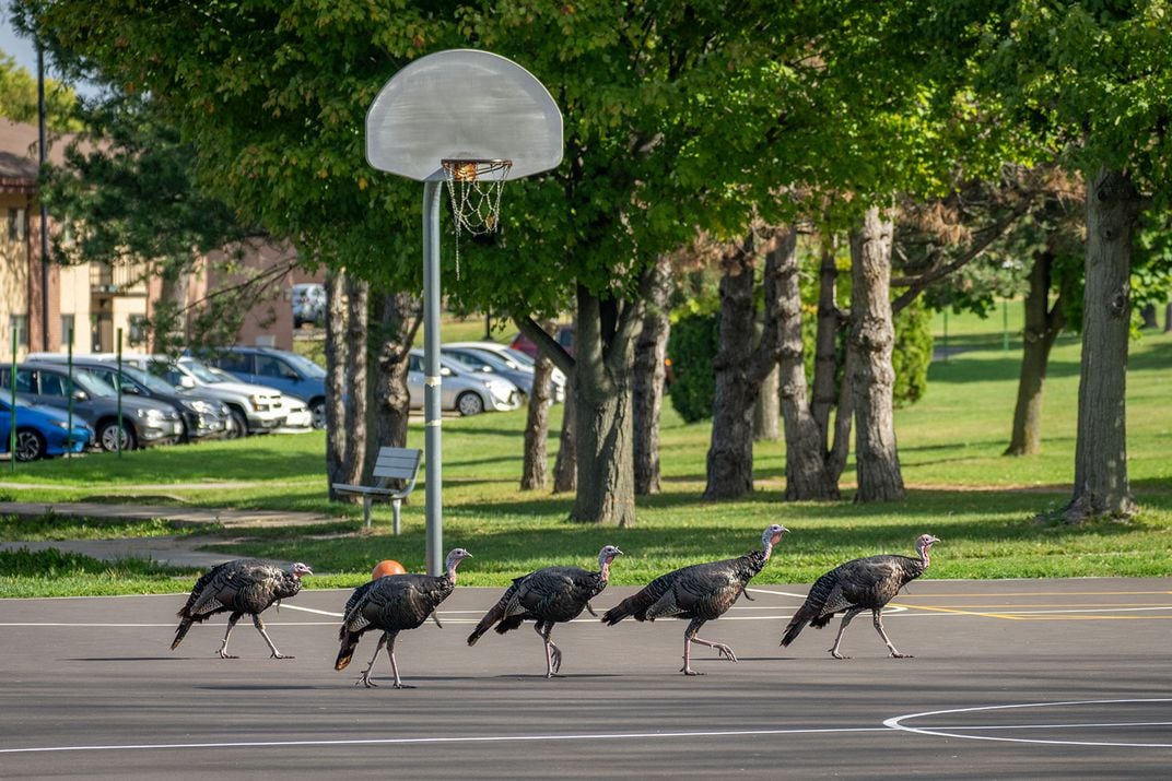 Turkeys on Basketball Court