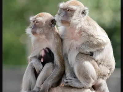 Officials are trying to recapture more than 40 monkeys that escaped from a research facility in Yemassee, South Carolina.