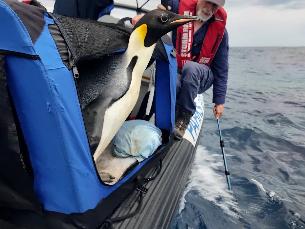 Penguin on a boat about to jump into the water