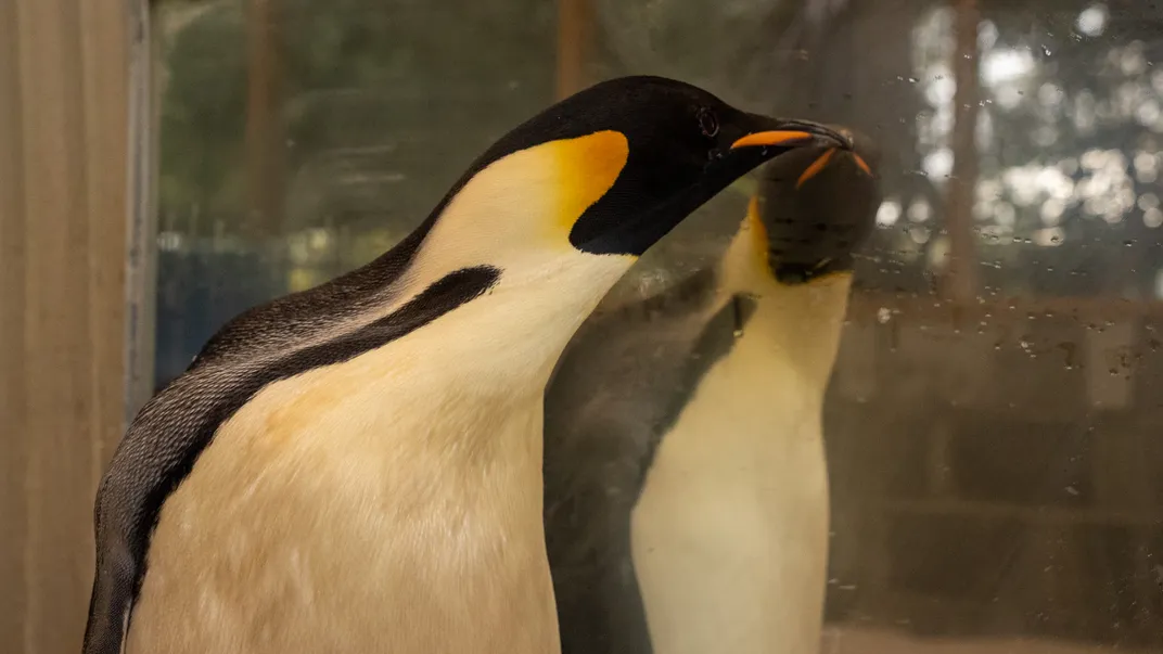 Penguin next to a mirror