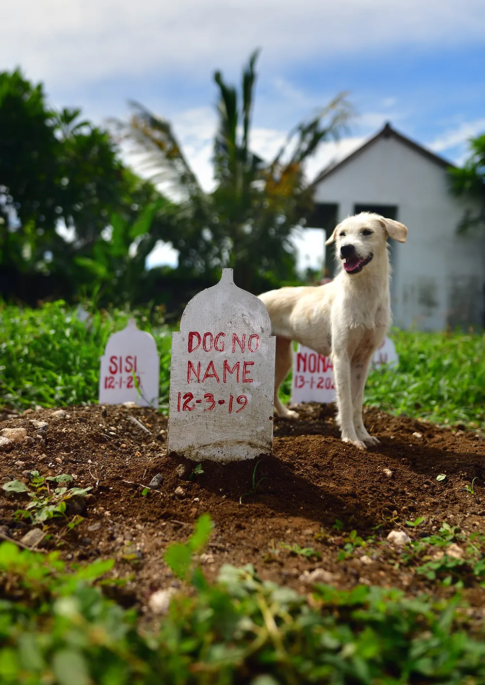 pet cemetery in Denpasar, Bali