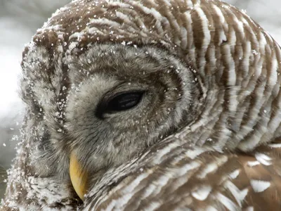 barredowl-001.jpg