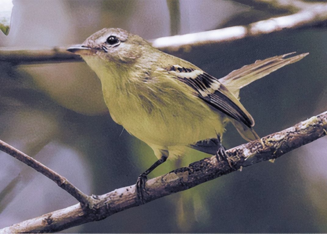 Urich’s Tyrannulet