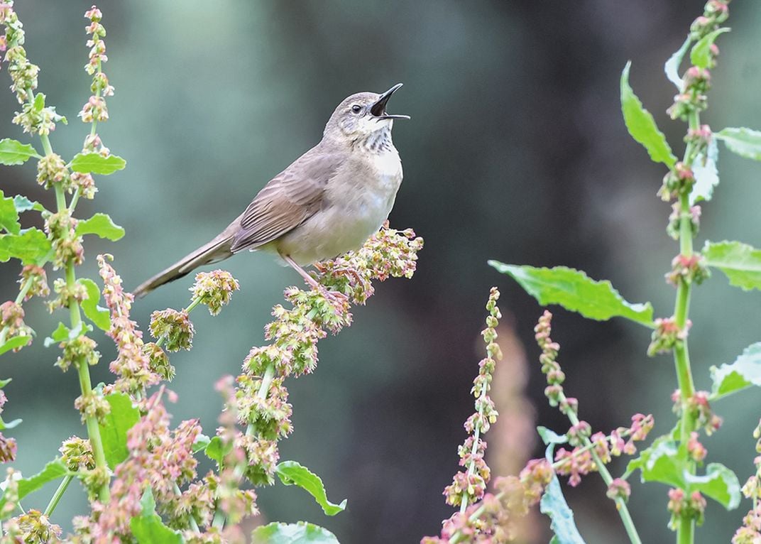 Long-billed Bush Warbler