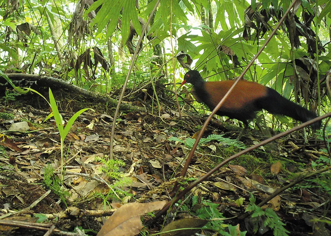 Black-naped pheasant pigeon