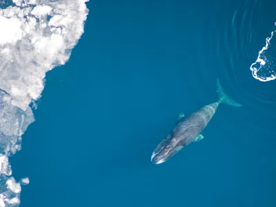 Scientists observed two bowhead whales synchronizing dive schedules whenever they were within earshot of each other.