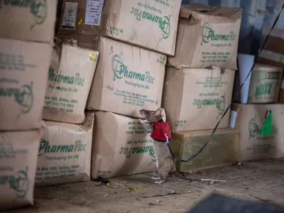 The rats let their handlers know when they&#39;ve found something by tugging on a ball attached to the front of their custom vests.