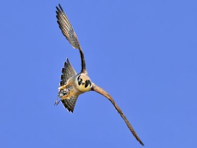 Peregrine falcons can reach speeds of up to 200 miles per hour when they drop from great heights to catch prey.