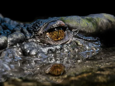 Cassius held the title of the largest crocodile in captivity for much of his life. His age? That&#39;s harder to know.