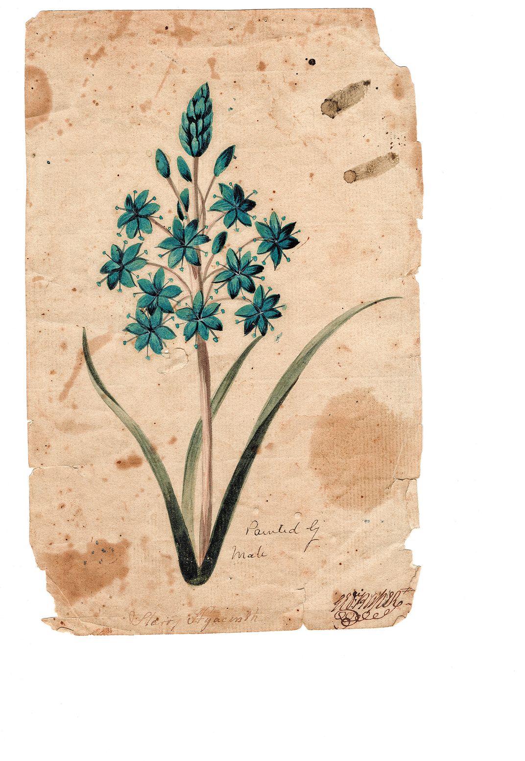 Gage’s painting of a hyacinth