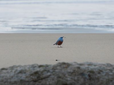 Michael Sanchez initially thought the bird was black, but he later realized how colorful it was when he got home and started processing the photos.