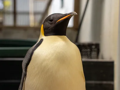 The penguin was malnourished after swimming thousands of miles from Antarctica.