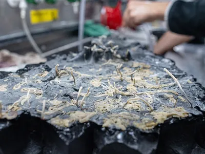 A sample of ocean crust, turned upside down, reveals tubeworms and other organisms.