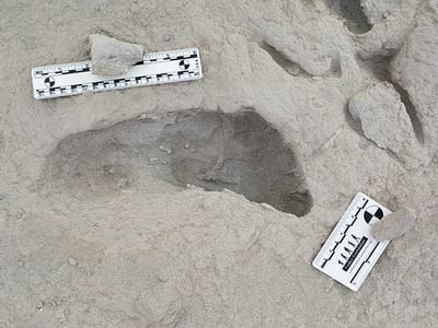 Researchers hypothesize that this footprint was made by a member of the hominin species&nbsp;Paranthropus boisei.