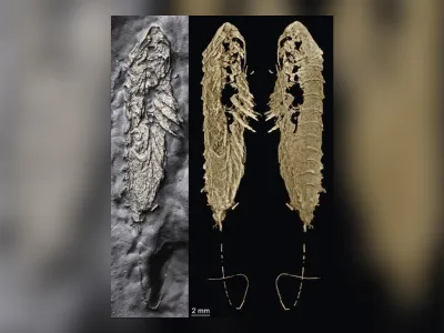 The arthropod fossil used to describe a new species (left) and CT scans of the specimen (right)