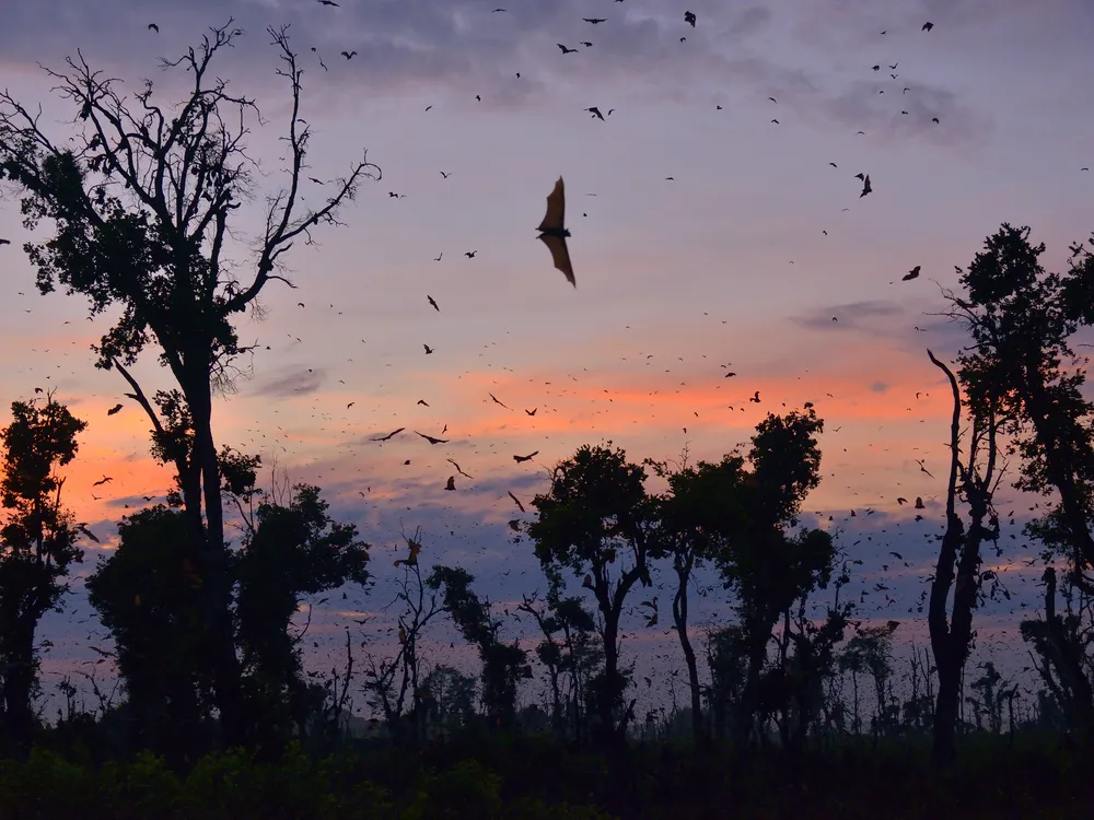 Straw-colored fruit bats in Kasanka National Park in Zambia