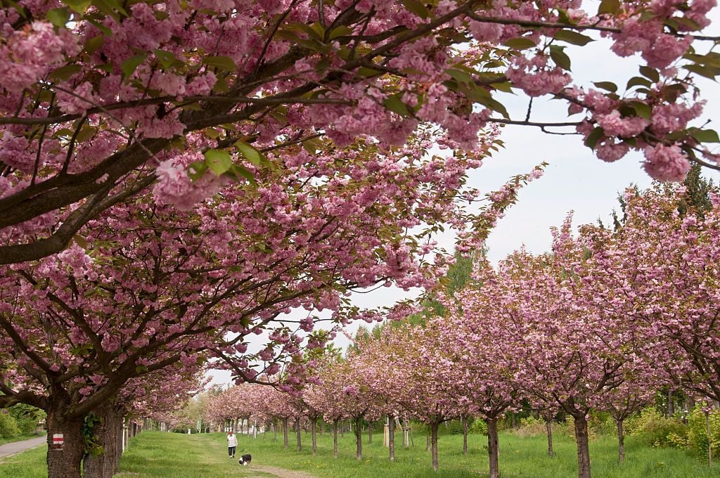 The Cherry Blossom Path in Teltow