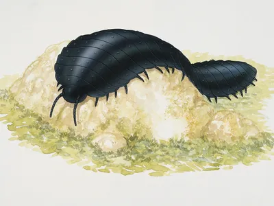 A 2007 illustration of Arthropleura, the largest known arthropod, which grew nearly as large as a car. New research suggests previous visualizations of the animal&#39;s head were incorrect.