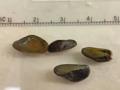 The golden mussel is an invasive freshwater bivalve recently discovered near the Port of Stockton in California.&nbsp;