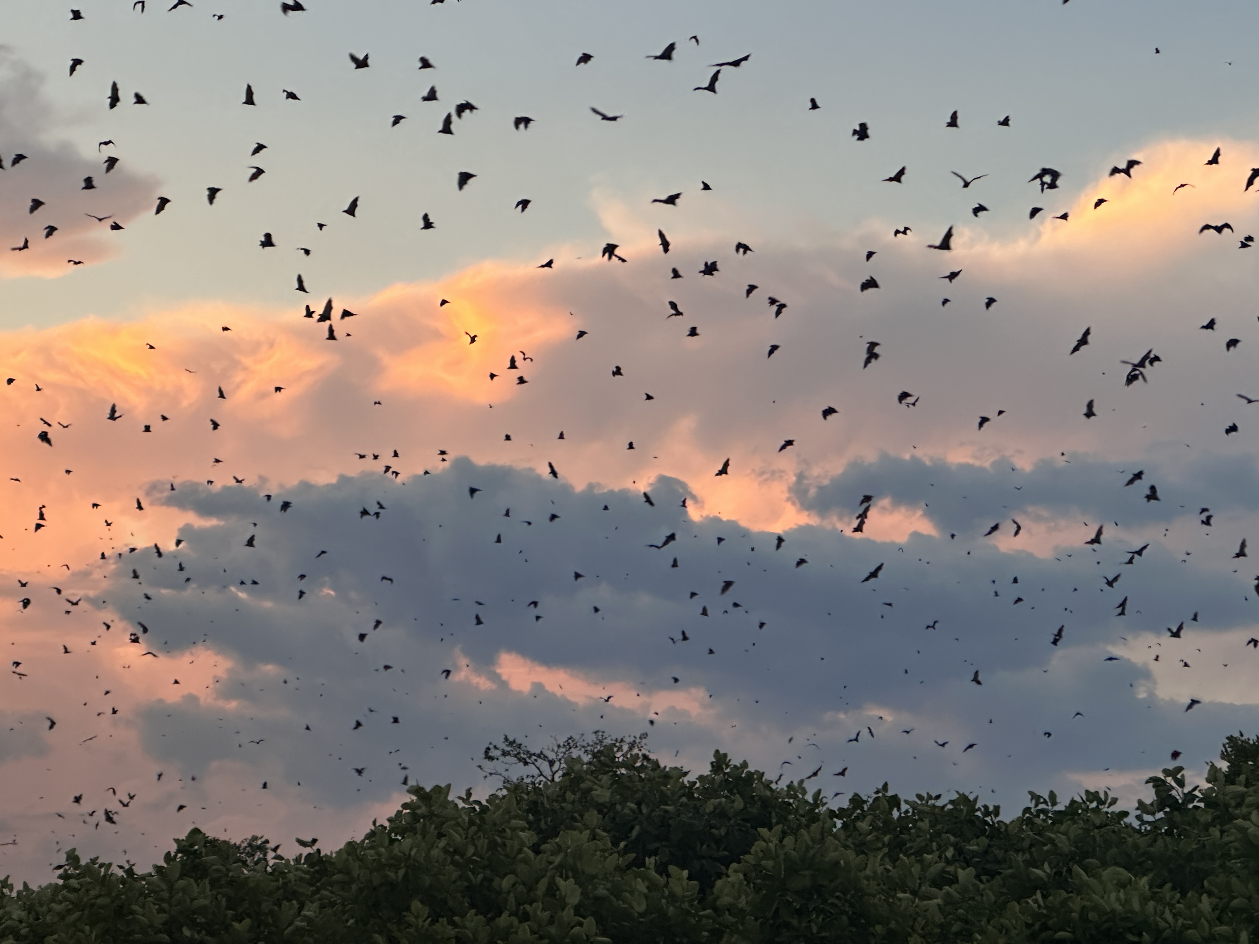 straw-colored fruit bat migration in Zambia's Kasanka National Park