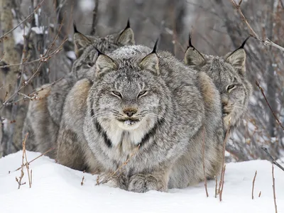 Two lynx shelter from the wind behind their parent, who looks into the camera.