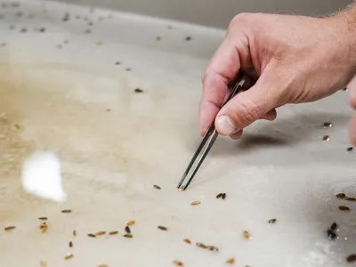 Divers recovered rye seeds from the James R. Bentley&nbsp;shipwreck in Lake Huron.