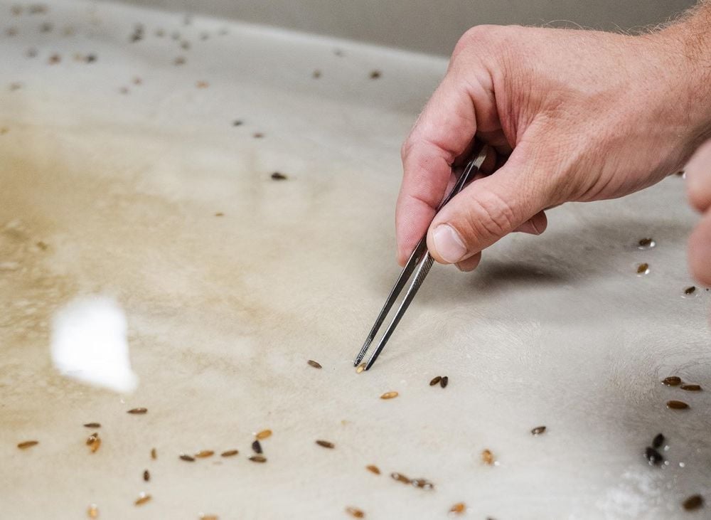 Person's hand using tweezers to pick up small seed