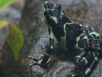 limosa-harlequin-frog-release.jpg