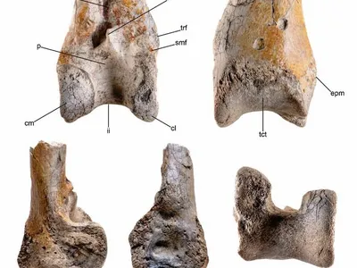 This fragment of a terror bird&rsquo;s left tibiotarsus, a lower leg bone in birds equivalent to that of a human tibia or shin bone, dates to around 12 million years ago during the Miocene epoch.