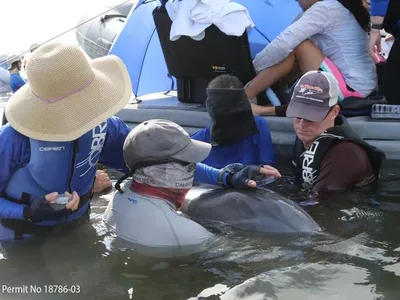 Researchers collect exhaled breath from a wild bottlenose dolphin during a health assessment conducted by the National Marine Mammal Foundation and its partners in Louisiana&#39;s Barataria Bay.