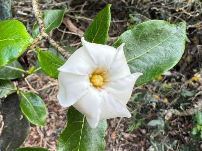 The crowning glory of the Gardenia brighamii is its pearly flower.